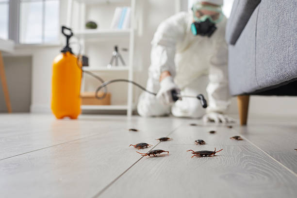 Commercial Kitchen Cockroach Control in Mount Clemens
